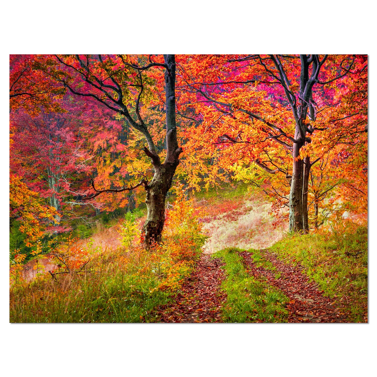 Designart - Bright Colorful Fall Trees in Forest - Large Landscape Canvas Art Print